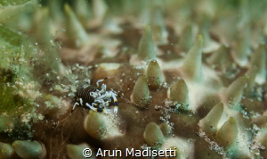 bumblebee shrimp on sea cucumber Nikon 50 macro, Ike hous... by Arun Madisetti 